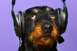 Wiele psów lubi od czasu do czasu posłuchać muzyki
