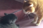 Rozmawiające ze sobą koty