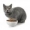 Jedzenie dla kota – produkty zalecane i zakazane!