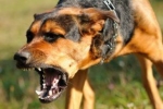 Postawa psa aggresywnego - zniżona głowa, obnażone zęby, uszy po sobie.