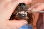 Co robić, gdy psu ułamie się ząb?