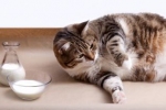 Najczęstszą nietolerancją pokarmową u kotów jest nietolerancja laktozy, czyli mleka i jego pochodnych.