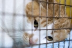 Koty przychodzą na świat nie tylko w schroniskach, ale także w więzieniach