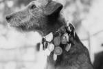 Kolejny psi bohater: Kentucky Boy - najodważniejszy pies ameryki, odznaczony 13 medalami za odwagę. W połowie XX wieku uratował przed pożarem studio filmowe.