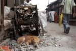 Bezdomny pies na ulicy Kalkuty.