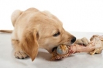 Dieta BARF - jakie są wady i zalety podawania psom kości?