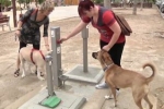Toaleta dla psów w hiszpańskim mieście El Vendrell