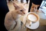 W Le Cafe des Chats w Paryżu można zaprzyjaźnić się z wieloma kotami