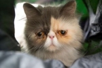 Pixie - najsmutniejszy kot świata