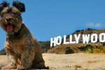 Pies w Hollywood zaczynał od polityki