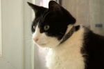 Merlin - najgłośniejszy kot świata