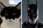 Kot o wyglądzie Batmana