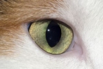 Dla każdego kota wzrok jest najważniejszym zmysłem