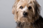 Często po śmierci właściciela pies wpada w depresję