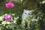 Ceramiczne koty są ozodobą ogrodów wszystkich przyjaciół rzeźbiarki i jednym z jej znaków firmowych.