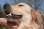Golden Retrievery to świetni psi terapeuci