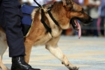 Większość amerykańskich psów policyjnych nosi kamizelki kuloodporne, aby uniknąć śmierci na służbie