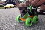 Wózek dla niepełnoprawnego psa
