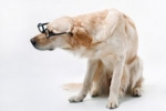 Labrador jest jedną z ras predysponowanych do genetycznych chorób oczu.