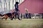 Spacer równoległy podczas treningu dog oriented.