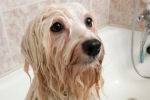 Nie wszystkie psy bronią się przed kąpielą - niektóre potrafią czerpać z niej prawdziwą przyjemność.