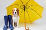 Jak przygotować psa na spacer w deszczu?