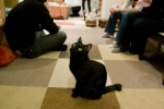 Czarny kot wita gości w Neko Jalala Cafe w Tokyo