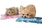 Antybakteryjne poduszki dla psa i kota.